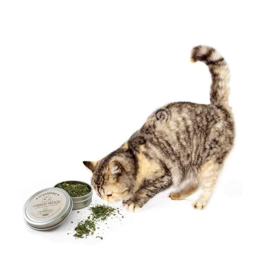 Eco Pets Friendsheep | Organic Catnip Tin